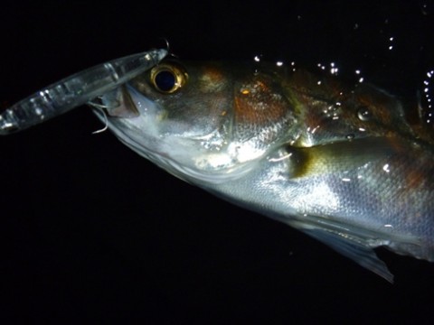 insnmyzumw5p649erhj2_480_480-4cc77f69.jpg