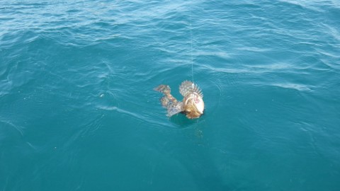 io3bb8r33xxd2nd9metm_480_480-b62bc478.jpg