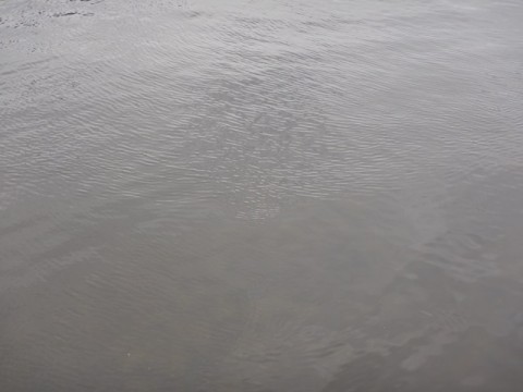 iokkvuavh77hhdb4ebck_480_480-23d203cd.jpg