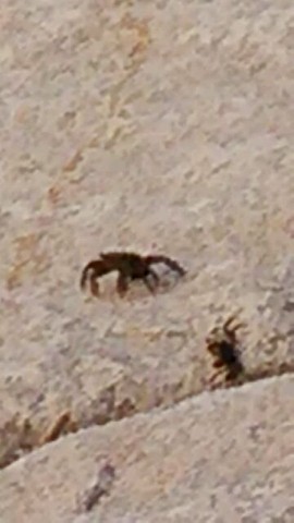ion6rm3nabih8ani43ub_480_480-38701c81.jpg