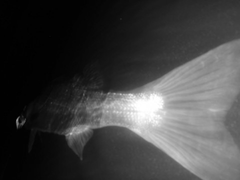 ionyefrzevxaxvzoy9uw_480_480-6d1af01b.jpg