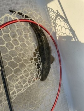 iorjhhriagnmasbbam4f_361_480-fe2877b5.jpg