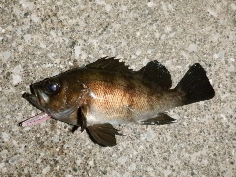 iph6fmh2poehdh9euko3_480_480-0dbb672e.jpg