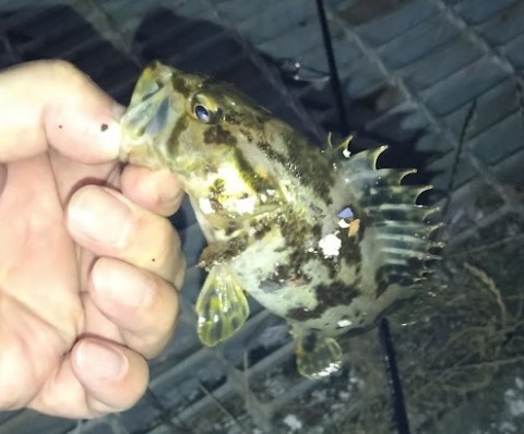 タケノコ