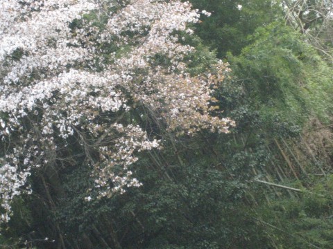 ire3jxwof838xgxcpd32_480_480-c37a1588.jpg