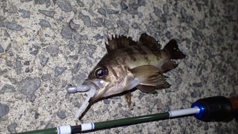 irobbu53nmkjehadwo4k_480_480-2f867755.jpg