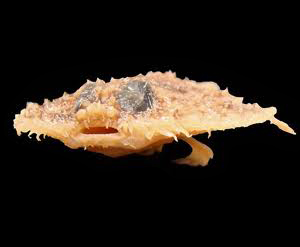 irx3vmkuc298rtpbj6jk-e55d2715.jpg
