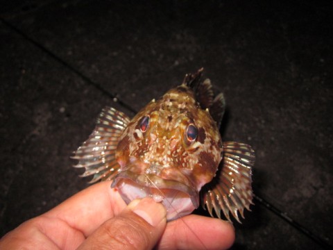 iryzbi7t23pehaojkhsb_480_480-c299d24a.jpg