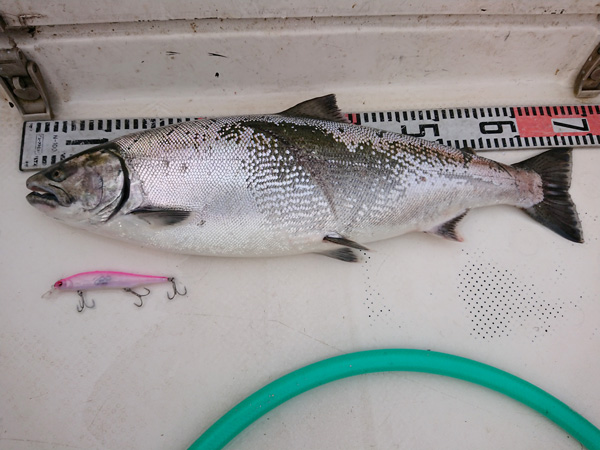 Megabass Official Fimo Blog 年雄物川ボートサクラマスで最強ルアーだったのは Megabass Official Fimo Blog 年雄物川ボートサクラマスで最強ルアーだったのは