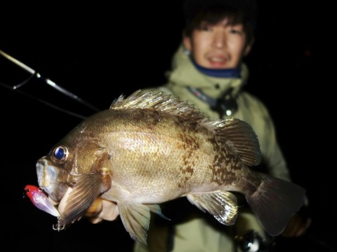 iuy4cuu8rjbn7xpxokzb_480_480-f1e3a098.jpg