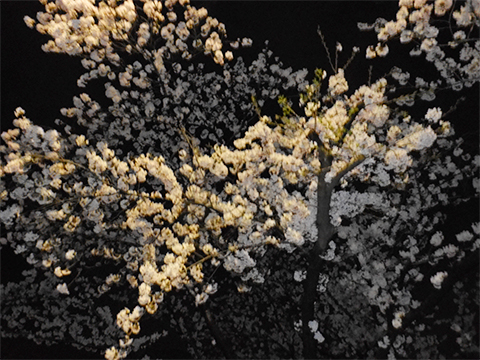 夜桜