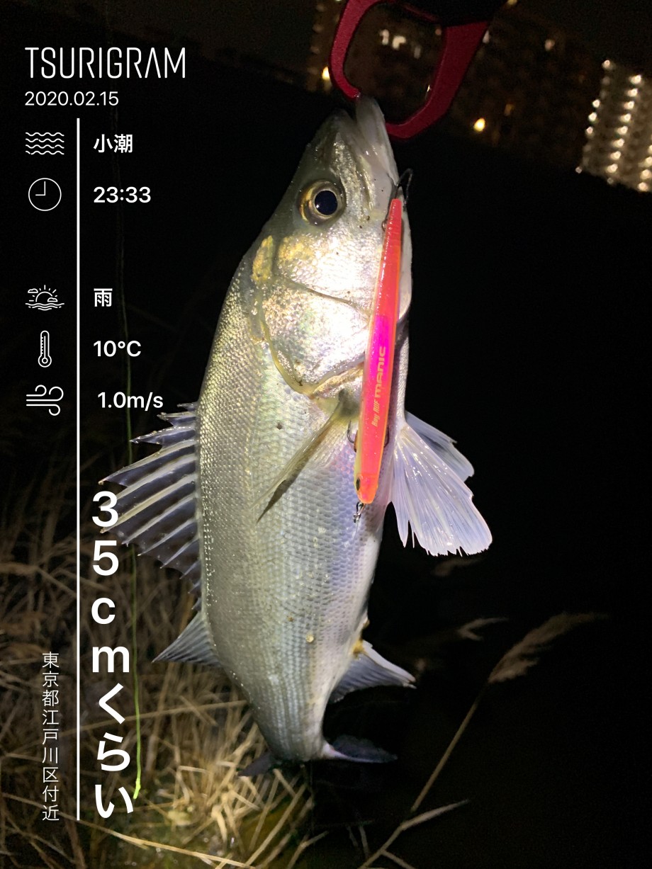 Arise One Fishing シーバスからのエリトラ Arise One Fishing シーバスからのエリトラ