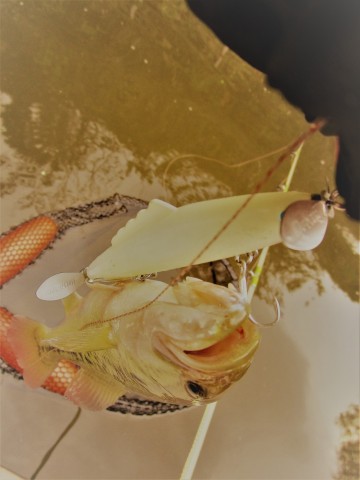 ivydvxstioih6kgpwoay_480_480-70c5a4c2.jpg