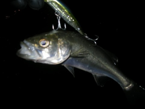 iwmFvjscFRKmM9A3tdvB_480_480-64650885.jpg