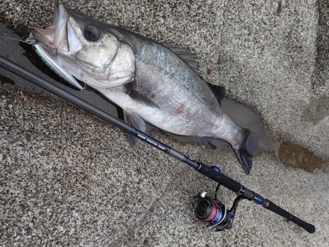 ixbwgwvkv5pj46yd2ye8_480_480-442970f4.jpg