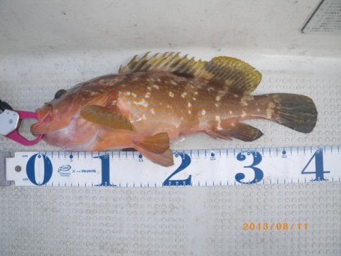 ixw8pm3rec2nd9x6m69d_480_480-b6ef5d89.jpg