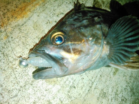 ixywywsxyo82uxd3kvsi_920_690-d7b83356.jpg