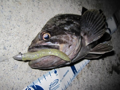 iyfanupgbdfhnjxnc546_480_480-220f2fd8.jpg