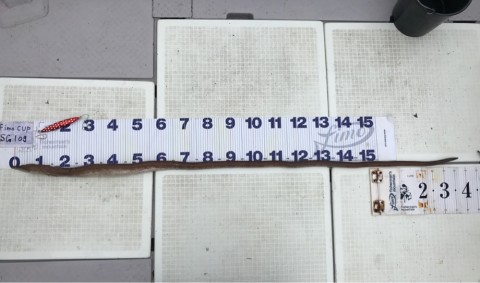 iyh3eargu3wttcaxum4r_920_543-5c5a6534.jpg