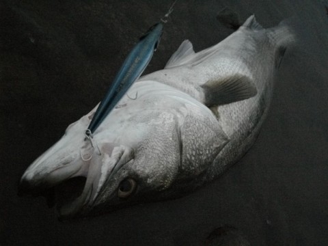 iykof56bksx65m6npjxh_480_480-242b3f66.jpg