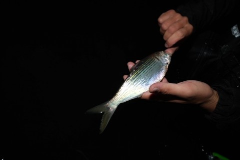 iyosjj97eg87rut2aoba_480_480-c766c2d5.jpg
