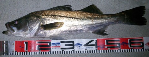 iysib6zx3dye6kw2zxow_480_480-2fc09f08.jpg