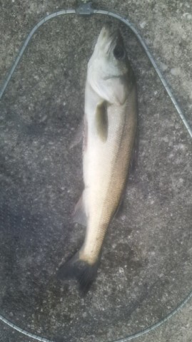 j239vuvgwkpikbwzksx5_480_480-d634a971.jpg