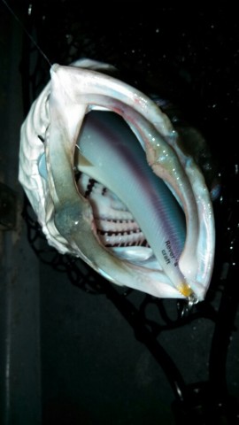 j26kmwrgjeayt2y3usru_518_920-b785a7f6.jpg