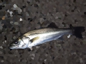 j273n4jzxmws74hwiofd-592365d0.jpg