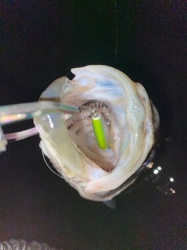 j2e2ppifek3wu4i7rjp5_360_480-aa727fd8.jpg