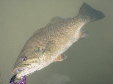 j2fir7sd558h9f97xwow_480_480-2f64237d.jpg