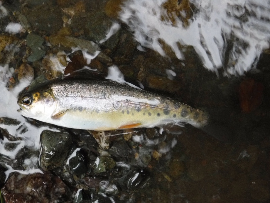 Enjoy Fishing 美瑛川のレインボー Enjoy Fishing 美瑛川のレインボー