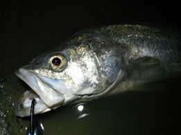 j2zmprym4w73nitkk8rn-43f75537.jpg