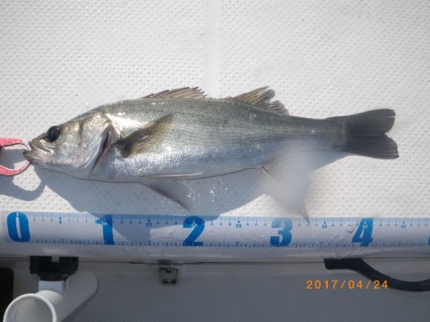 j376v3riehyaeapaajop_480_480-55614cdc.jpg