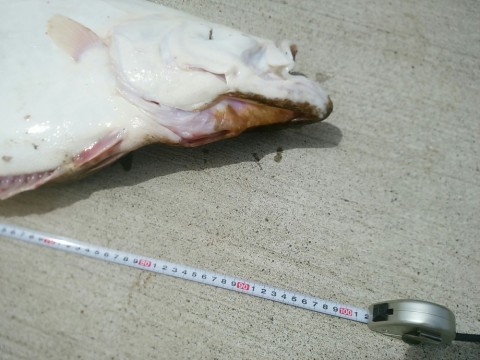 j37tzw3reecw3ufzmrm6_480_480-52918156.jpg