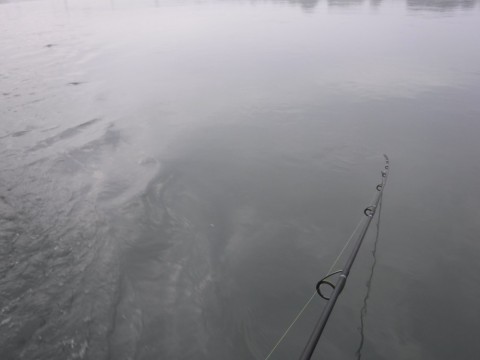 j3gsioz287boncsrdv62_480_480-37279e4c.jpg