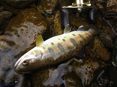 j3nw84n4grubznxs66n7-f359c332.jpg