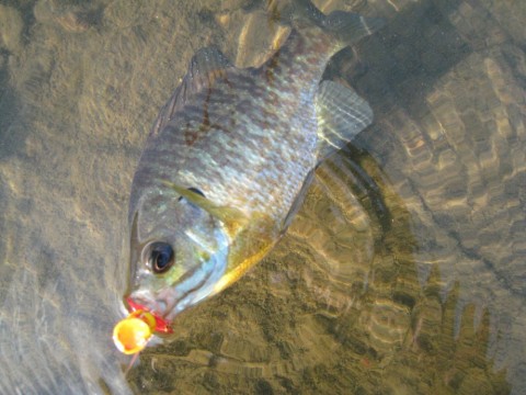 j475a4rhjtmgttzgmoy7_480_480-b60cf0d7.jpg