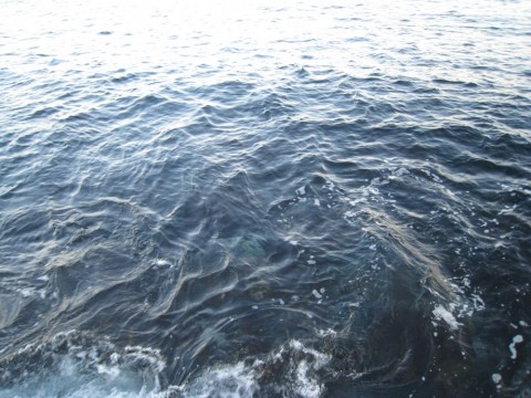 j4nhnpwuchp9auh47h4o_480_480-aa504b47.jpg