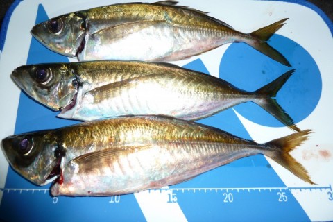 j59uwxzcjereu9wjtrxy_480_480-7f087063.jpg