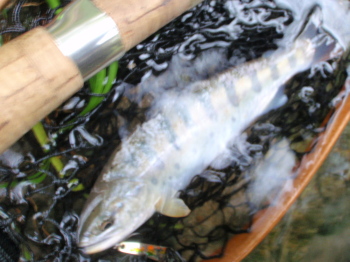 j5d64sxbocinctsgvj2z-c847be81.jpg