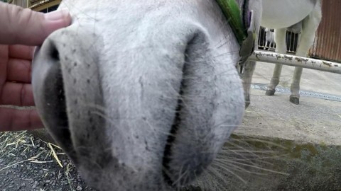 j5g4pj36hydhjwj8p4ii_480_480-11b250a7.jpg
