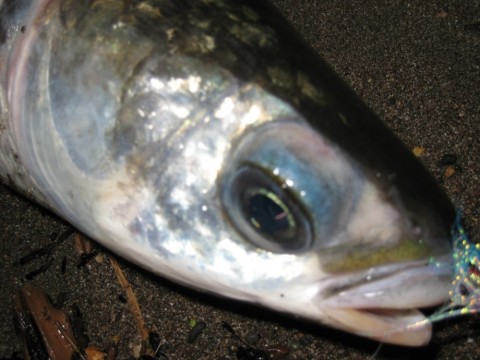 j5hpgfmrepauem39mmbd_480_480-66900ea1.jpg