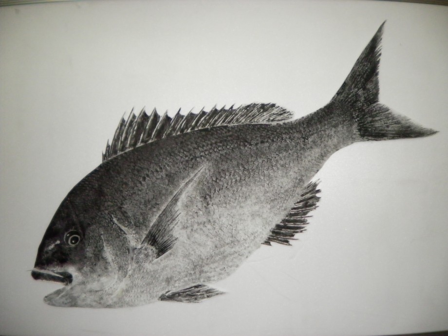デジタル魚拓作品紹介】カラー魚拓 真鯛 74㎝ | 魚墨ブログ