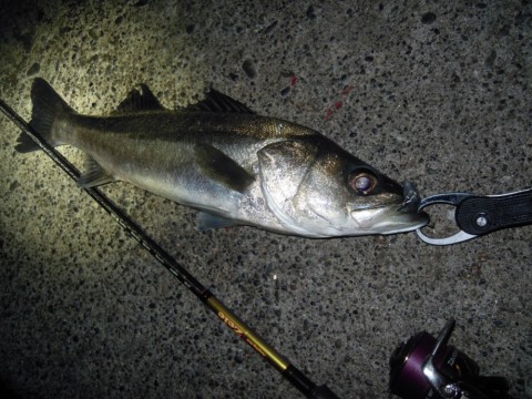 j62m5ovidt7pk9vo3zjo_480_480-f1dc0977.jpg