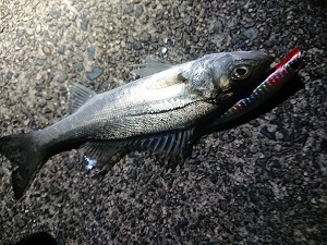 j65zzpwdskowrixkj4uc-4d9c8201.jpg