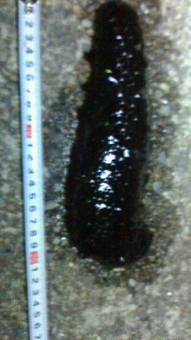 j6m587bzwvibiuh2vzpm_480_480-550aea8a.jpg