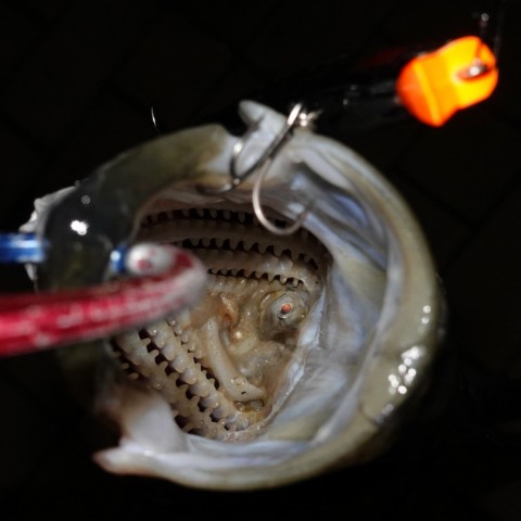 j6rerxe29reyzs775k2y_480_480-cb120e7a.jpg
