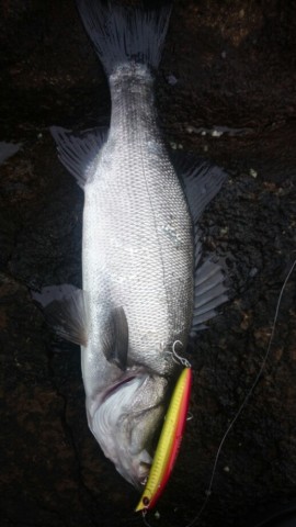 j6sz8kf8ryzi7p4k5hxp_518_920-6ea818af.jpg
