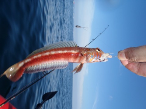 j6vhvsuwn53npmf9j75e_480_480-b9848770.jpg